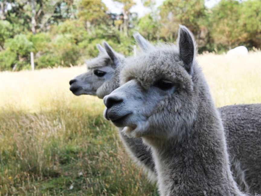 Great Ocean Road Wildlife Park, Princetown, VIC