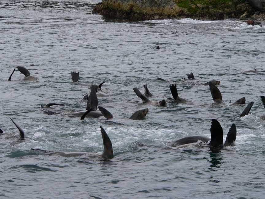 Montague Island, Narooma, NSW