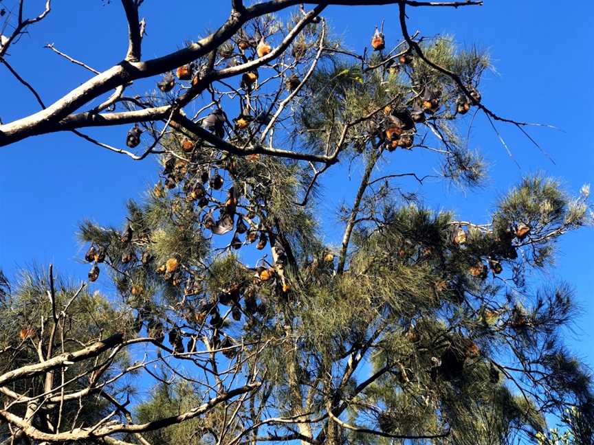 Kooloonbung Creek Nature Park, Port Macquarie, NSW