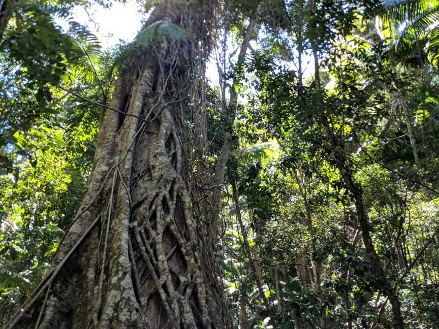 Wanggoolba Creek, K'gari, QLD