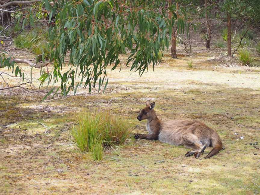 Kangaroo Island Wilderness Trail, Duncan, SA