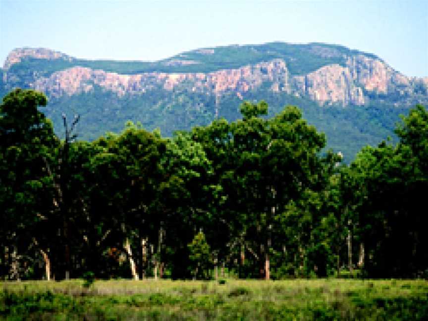 Historic Cork Tree, Tenterfield, NSW