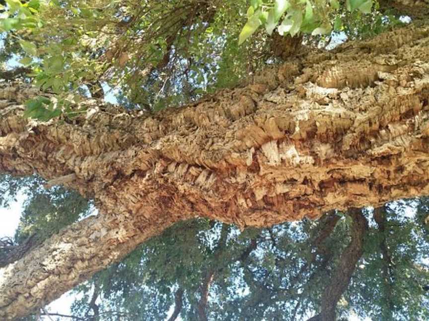 Historic Cork Tree, Tenterfield, NSW