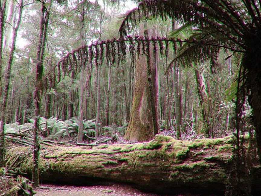 Tall Trees Walk, National Park, TAS