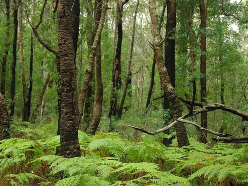 Ulladulla Wildflower Reserve, Ulladulla, NSW