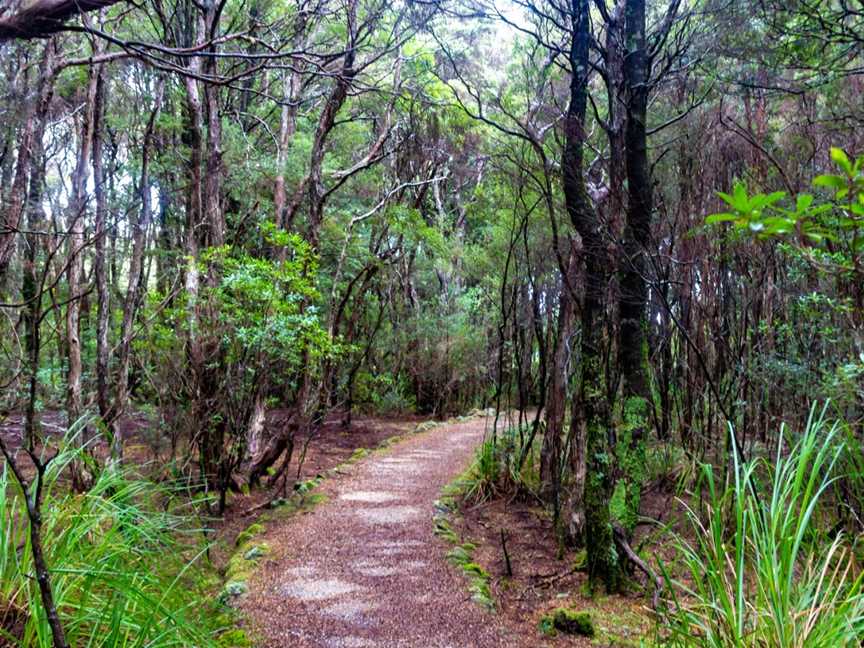 Blue Tier Forest Reserve, Weldborough, TAS