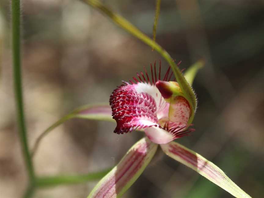 Star Swamp Bushland Reserve, North Beach, WA