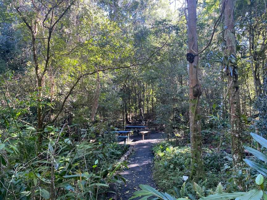 Lismore Rainforest Botanic Gardens, Lismore, NSW