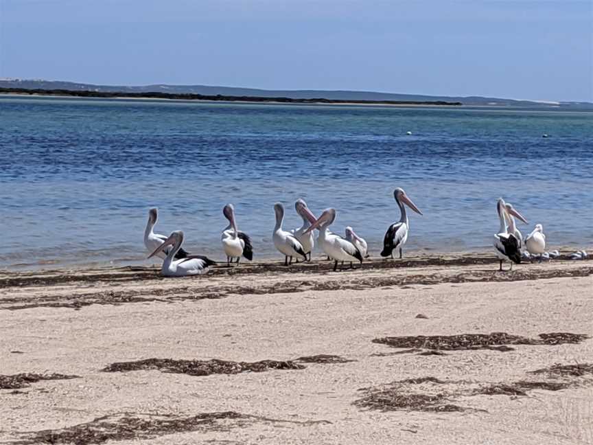 Baird Bay, Baird Bay, SA