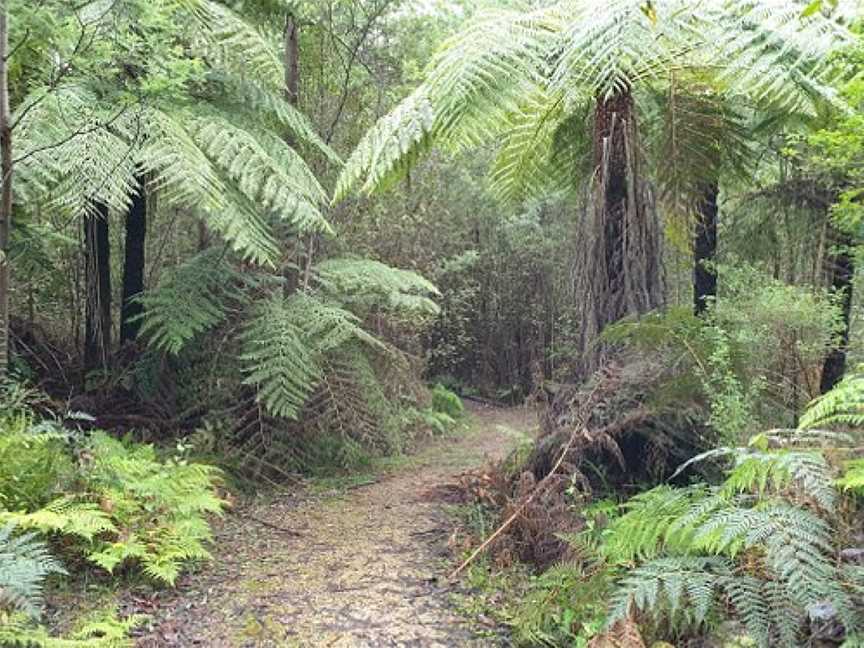 Beauty Spot Trail, Marysville, VIC