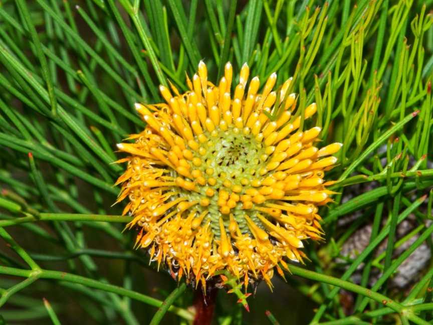 Nangawooka Flora Reserve, Victor Harbor, SA