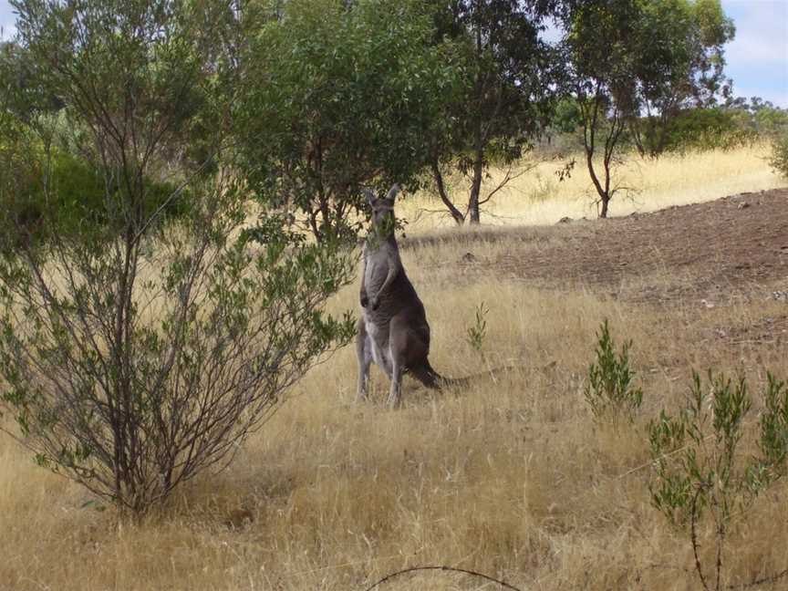 Onkaparinga River National Park, Port Noarlunga, SA