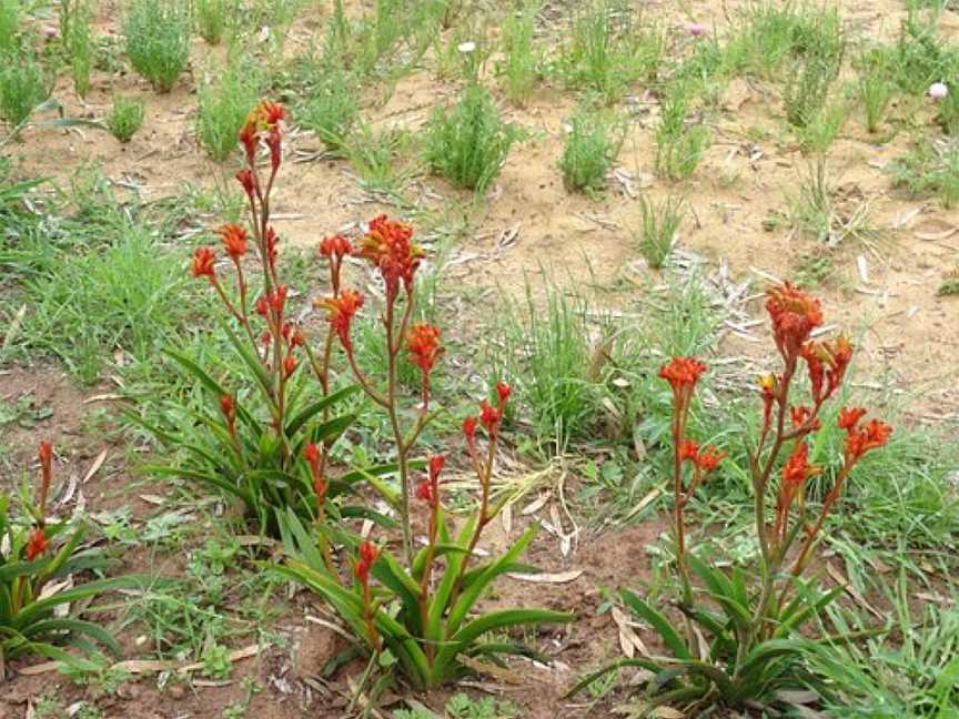 Western Wildflower Farm, Coomberdale, WA