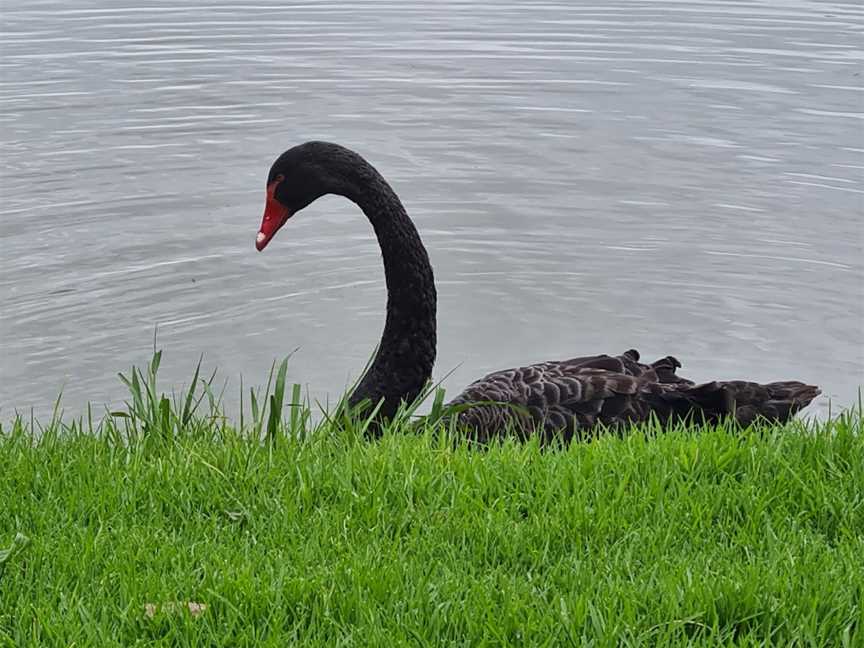 Lake Guthridge, Sale, VIC