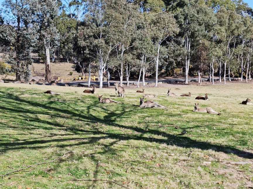 Pine Island Reserve, Greenway, ACT