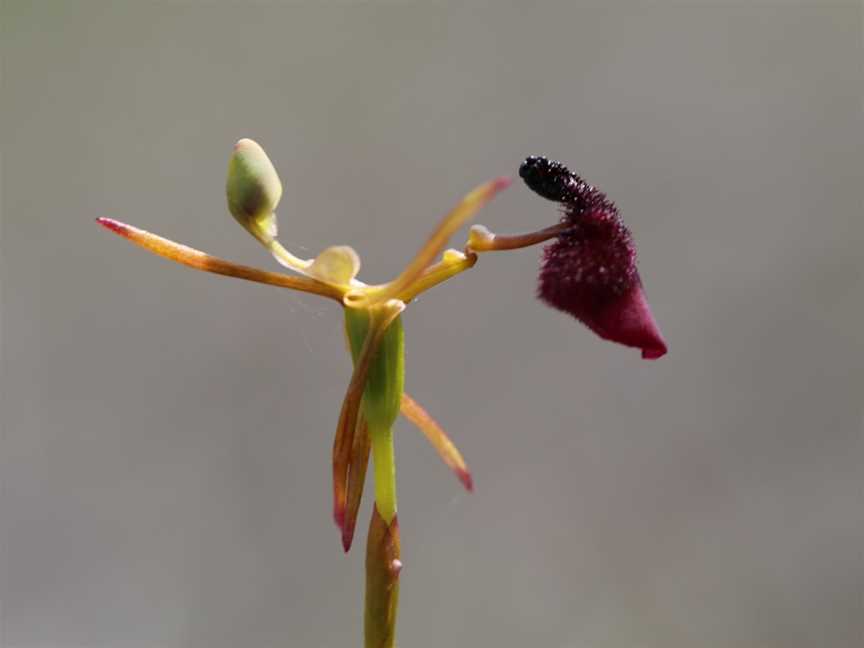 Helms Arboretum, Esperance, WA