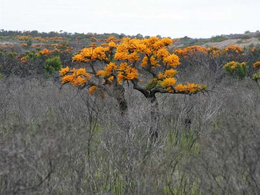 Helms Arboretum, Esperance, WA