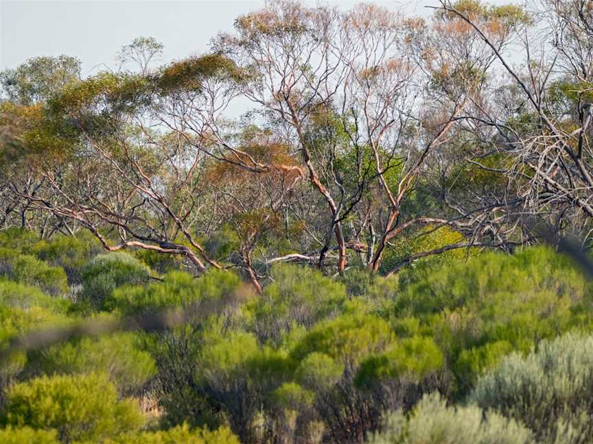 Gluepot Reserve, Waikerie, SA