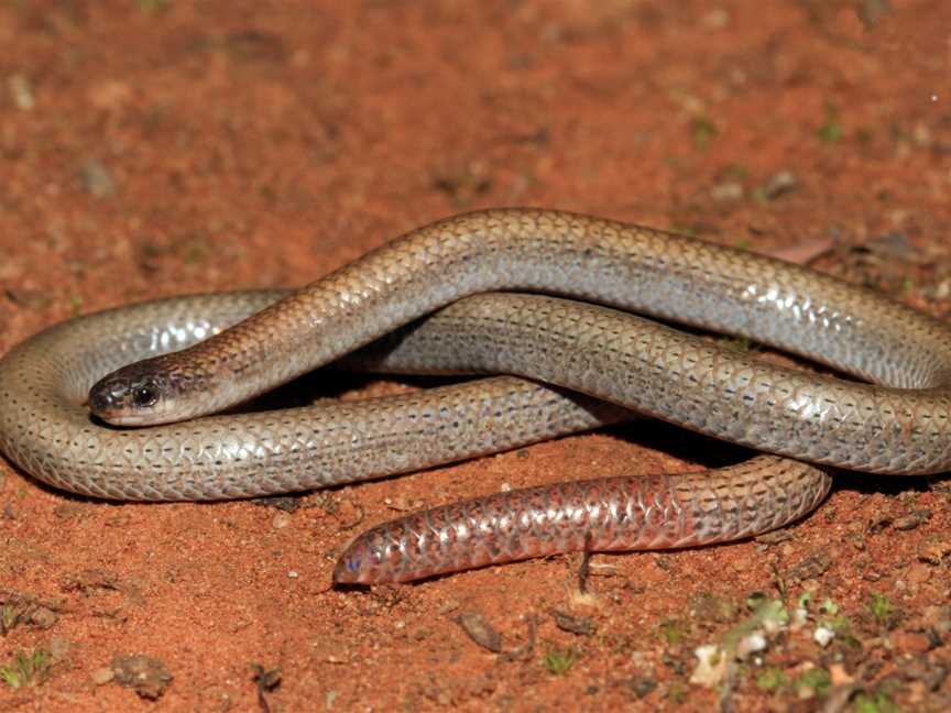 Mount Taylor Nature Reserve, Kambah, ACT