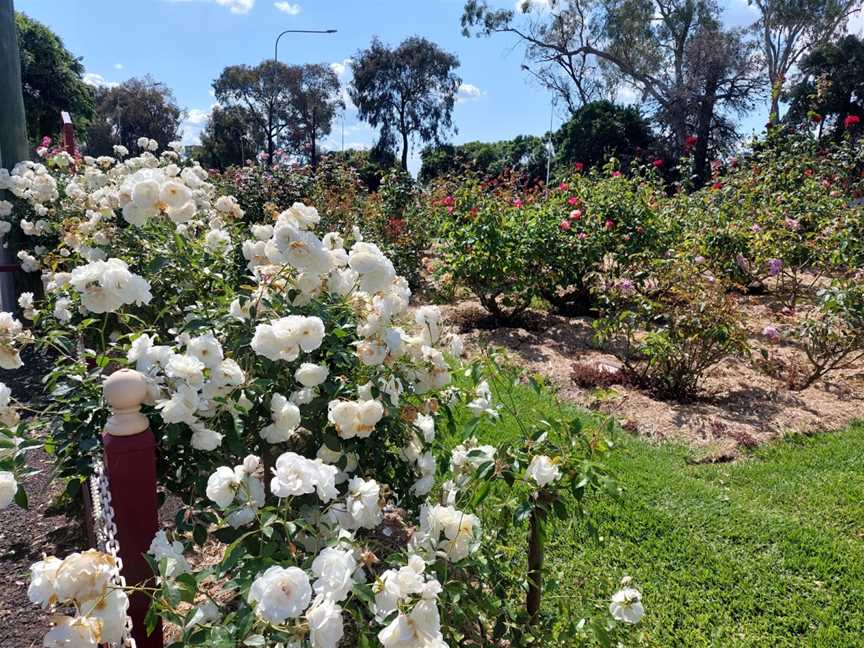 Cowra Rose Garden, Cowra, NSW