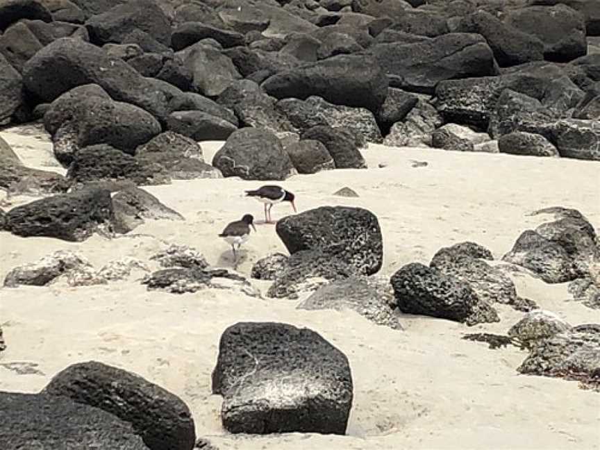 Pea Soup Beach, Port Fairy, VIC