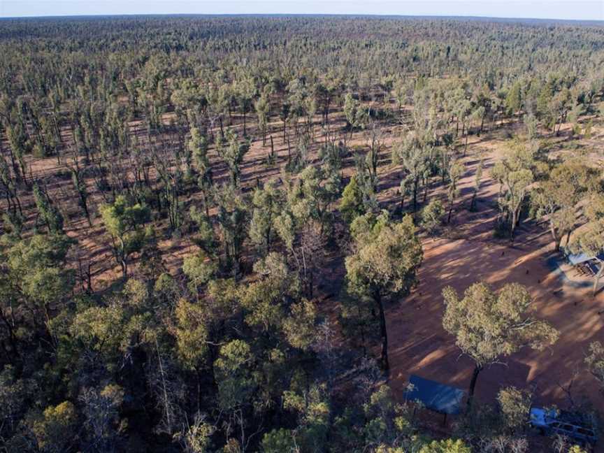 Pilliga National Park, Coonabarabran, NSW