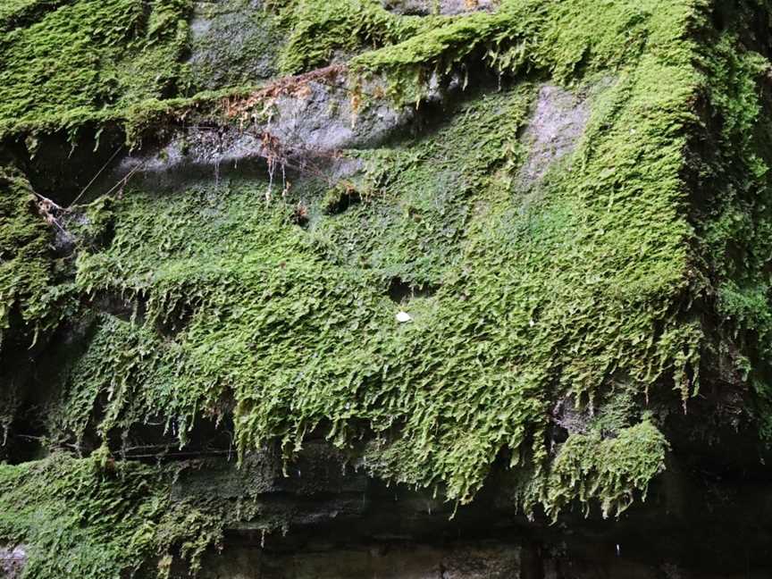 Moss Garden, Carnarvon National Park, QLD