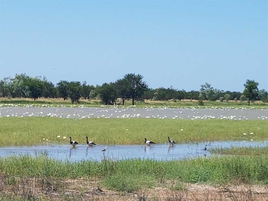 Mutton Hole Wetlands Conservation Park, Normanton, QLD