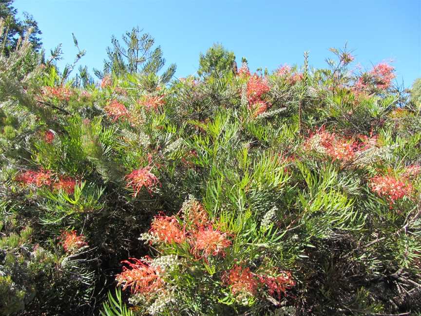 Myall Park Botanic Garden, Glenmorgan, QLD