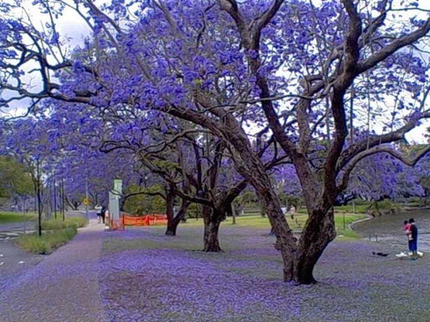 UQ Lakes, Brisbane, QLD