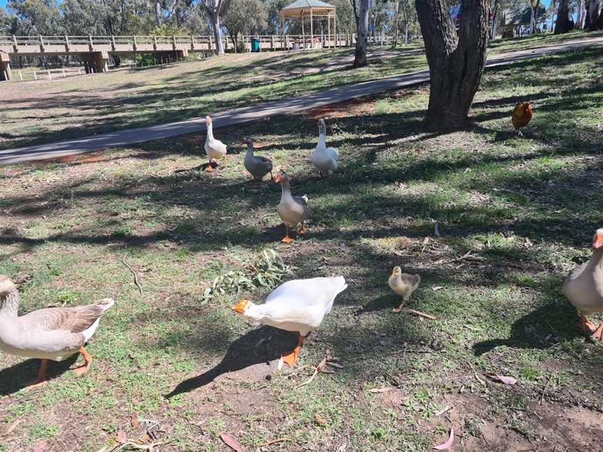 Dogwood Creek Walking Track, Miles, QLD