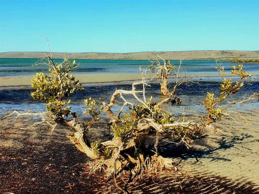 Fitzgerald Bay, Whyalla, SA