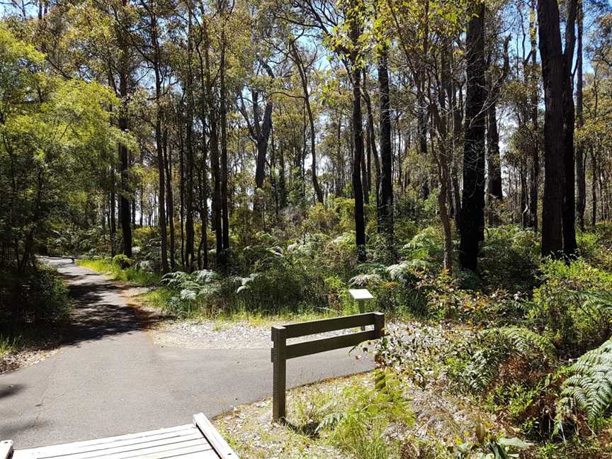 King Jarrah Tree, Balbarrup, WA