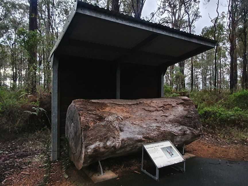 King Jarrah Tree, Balbarrup, WA