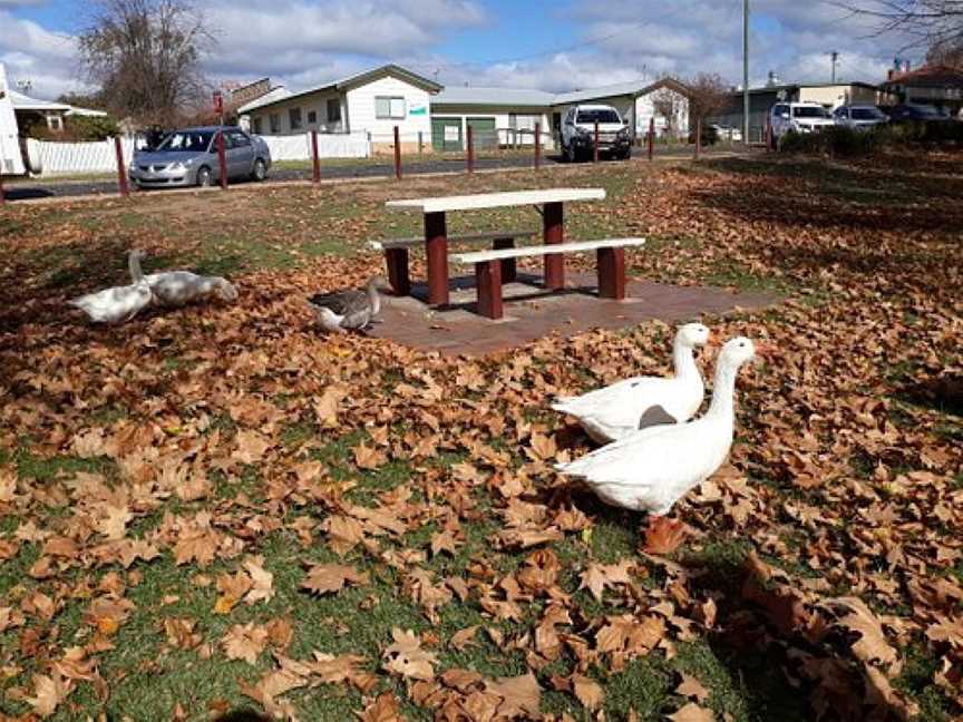 Nelson Park, Coonabarabran, NSW