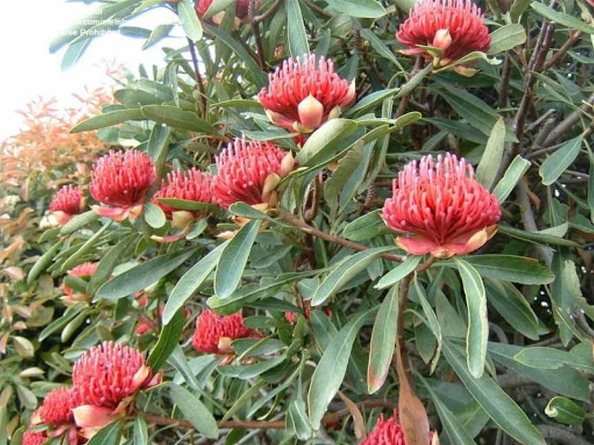 Shoalhaven Heads Native Botanic Garden, Shoalhaven Heads, NSW