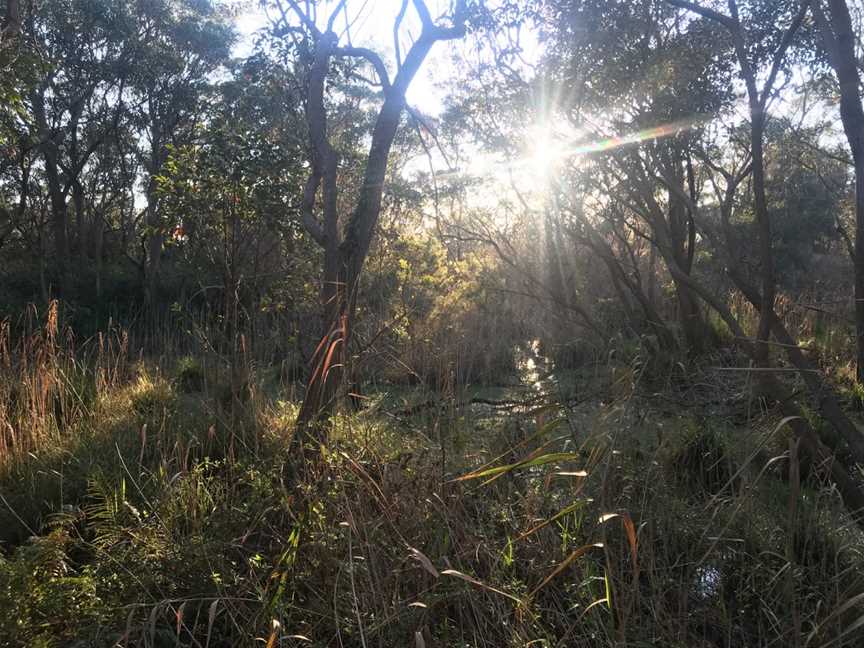 Warriewood Wetlands, Warriewood, NSW