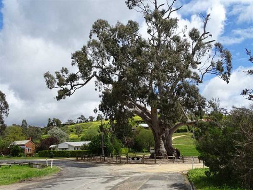 Big Tree, Guildford, VIC