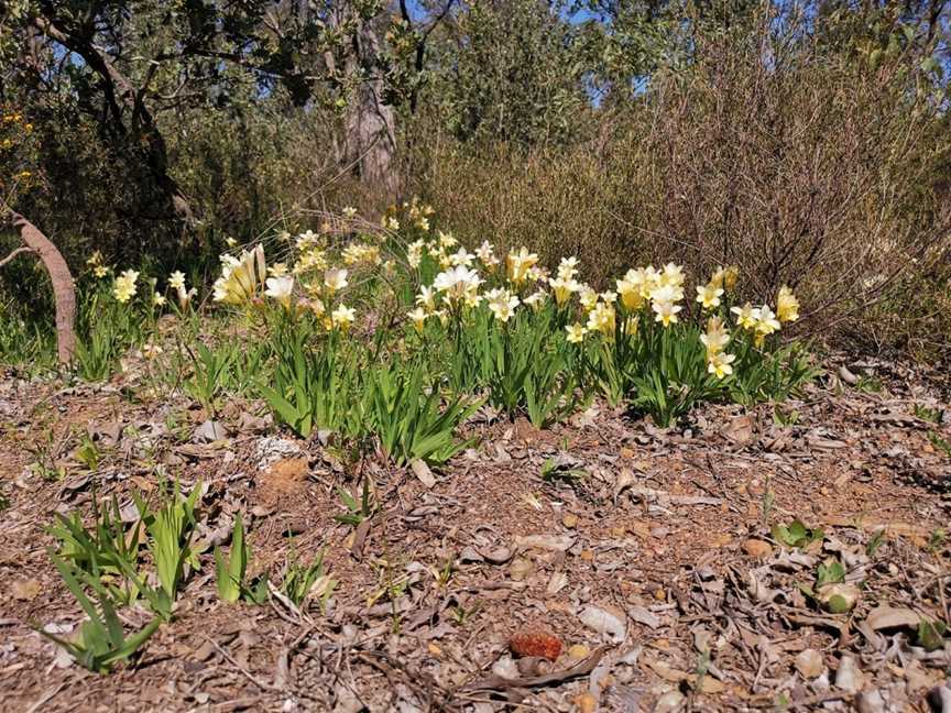 Foxes Lair, Narrogin, WA