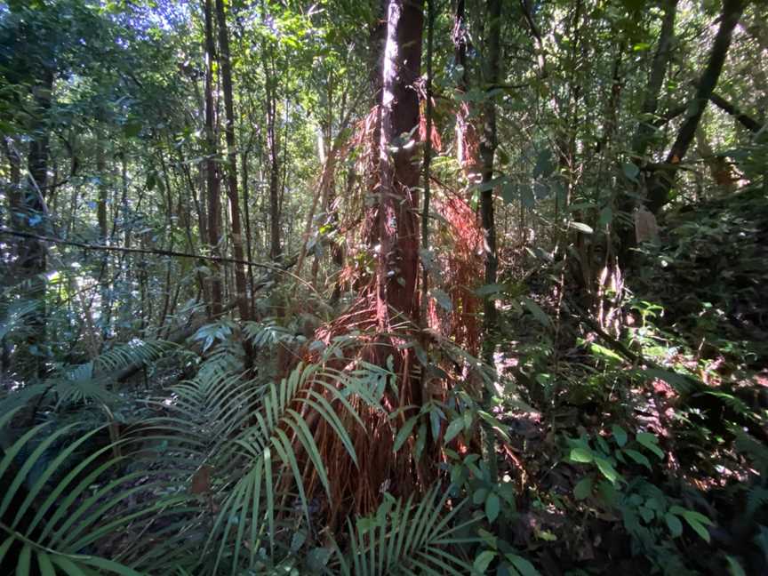 Tully Falls National Park, Ravenshoe, QLD