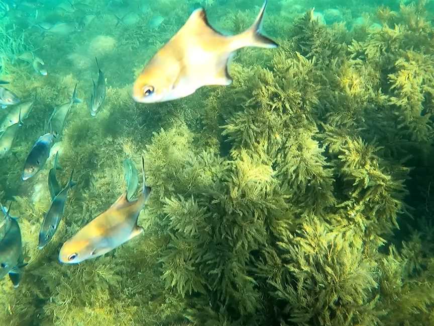 Smooth Pool, Streaky Bay, SA