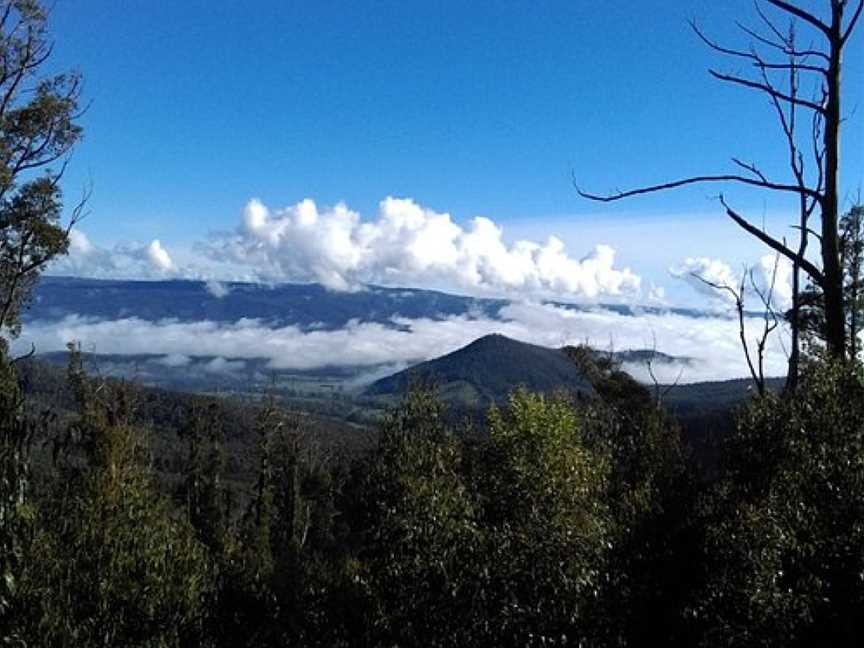 Marysville State Forest, Marysville, VIC