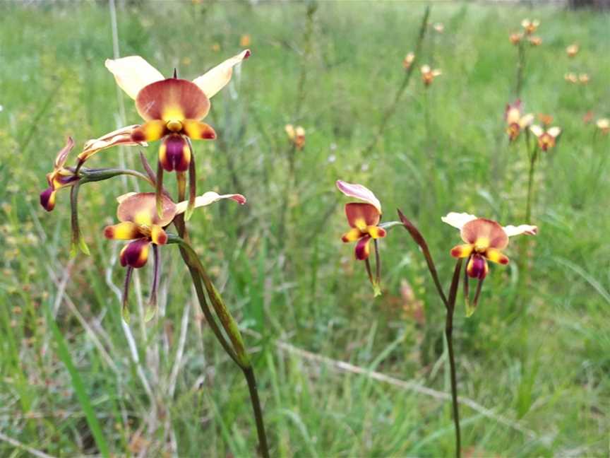 Moorooduc Quarry Flora And Fauna Reserve, Moorooduc, VIC