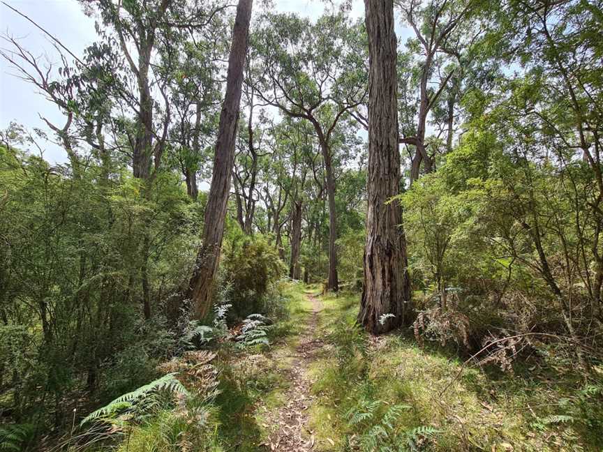 Cobboboonee National Park, Heywood, VIC