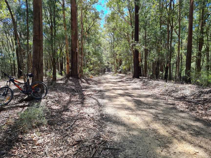 Olney State Forest, Laguna, NSW