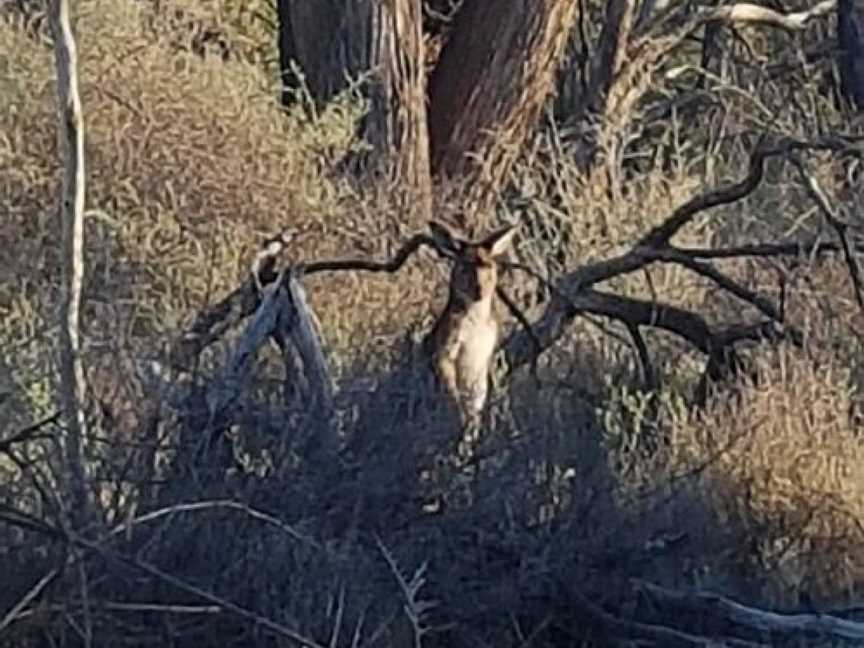 Hattah Lakes Nature Discovery Trail, Ouyen, VIC