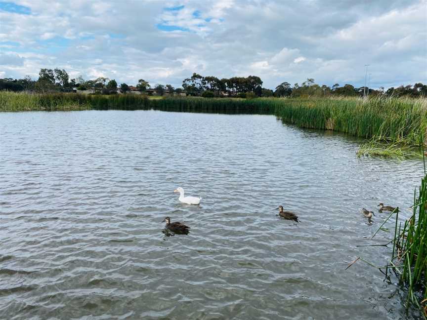 Heathdale Glen Orden Wetlands, Werribee, VIC