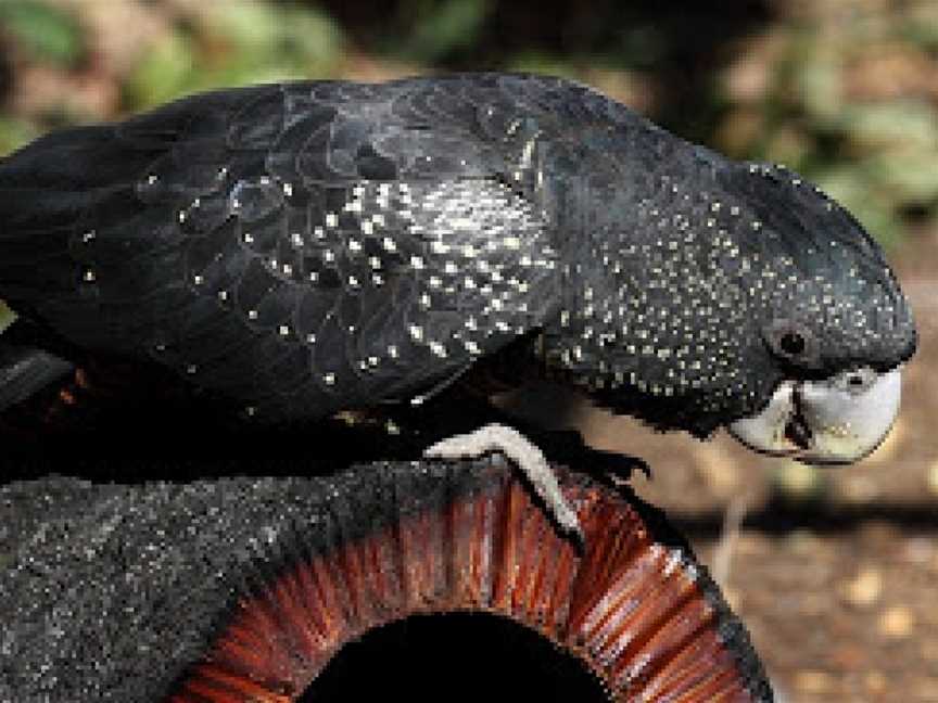 Kaarakin Black Cockatoo Conservation Centre, Martin, WA