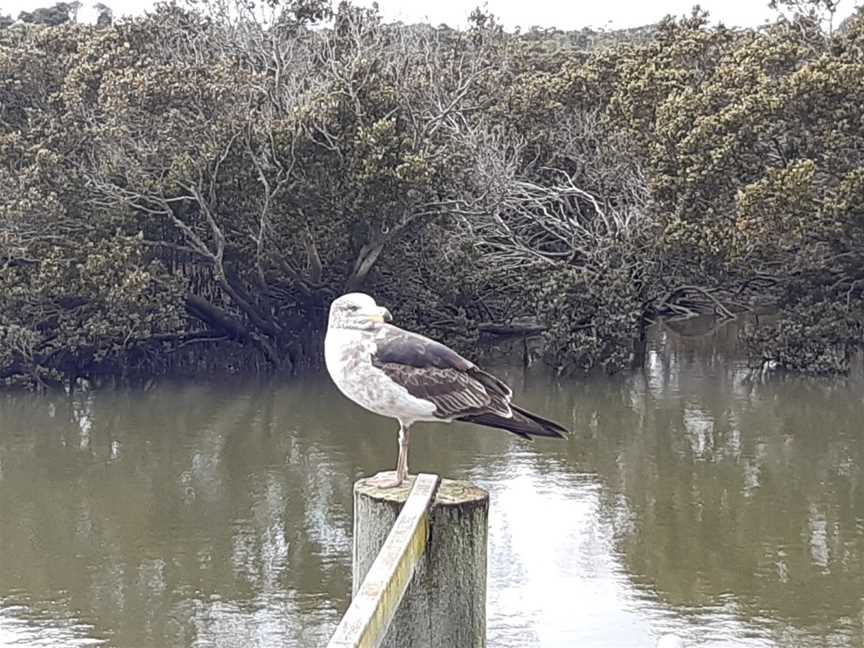 Port Franklin Public Purposes Reserve, Port Franklin, VIC