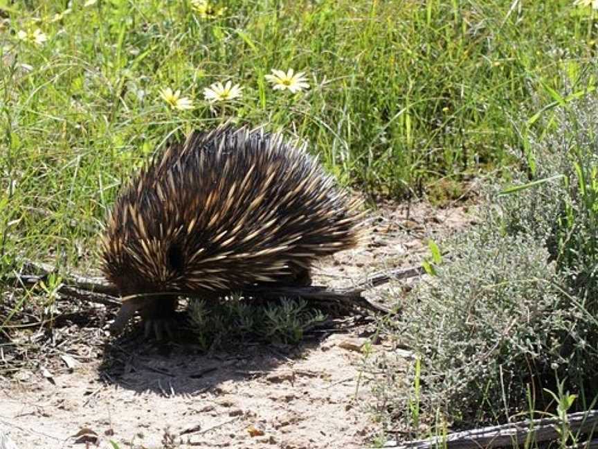 Tin Dog Creek Reserve, Dowerin, WA